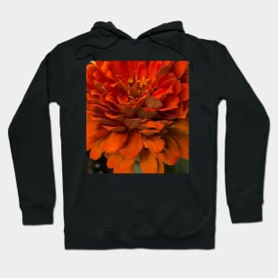 Fall Harvest Orange Zinnia Hoodie